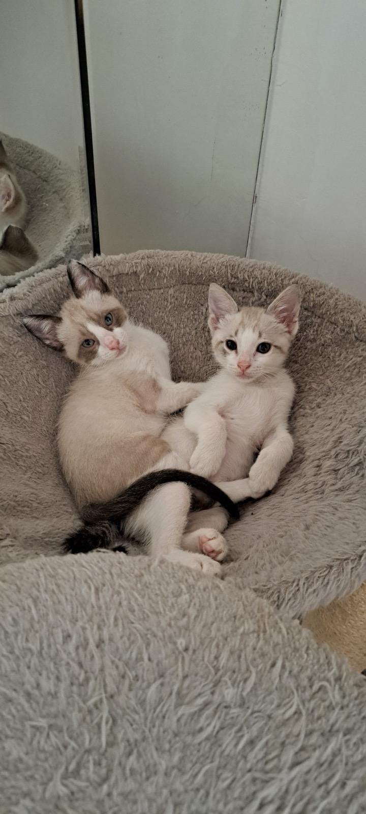 Twee geredde broertjes zoeken samen een huisje voor altijd!, Dieren en Toebehoren, Katten en Kittens | Overige Katten, Kater, Kortharig