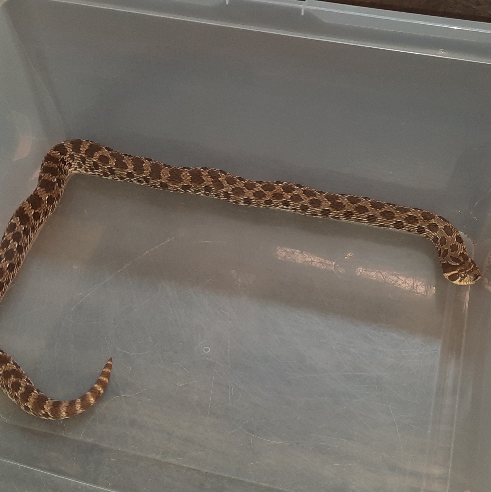 Heterodon nasicus vrouw (Haakneusslang) met terrarium, Slang, Met terrarium, 3 tot 6 jaar