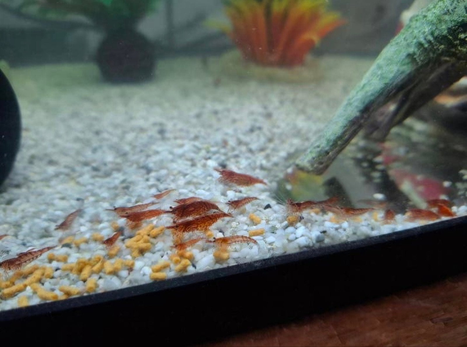 Kersengarnalen, Dieren en Toebehoren, Vissen | Aquariumvissen, Vis