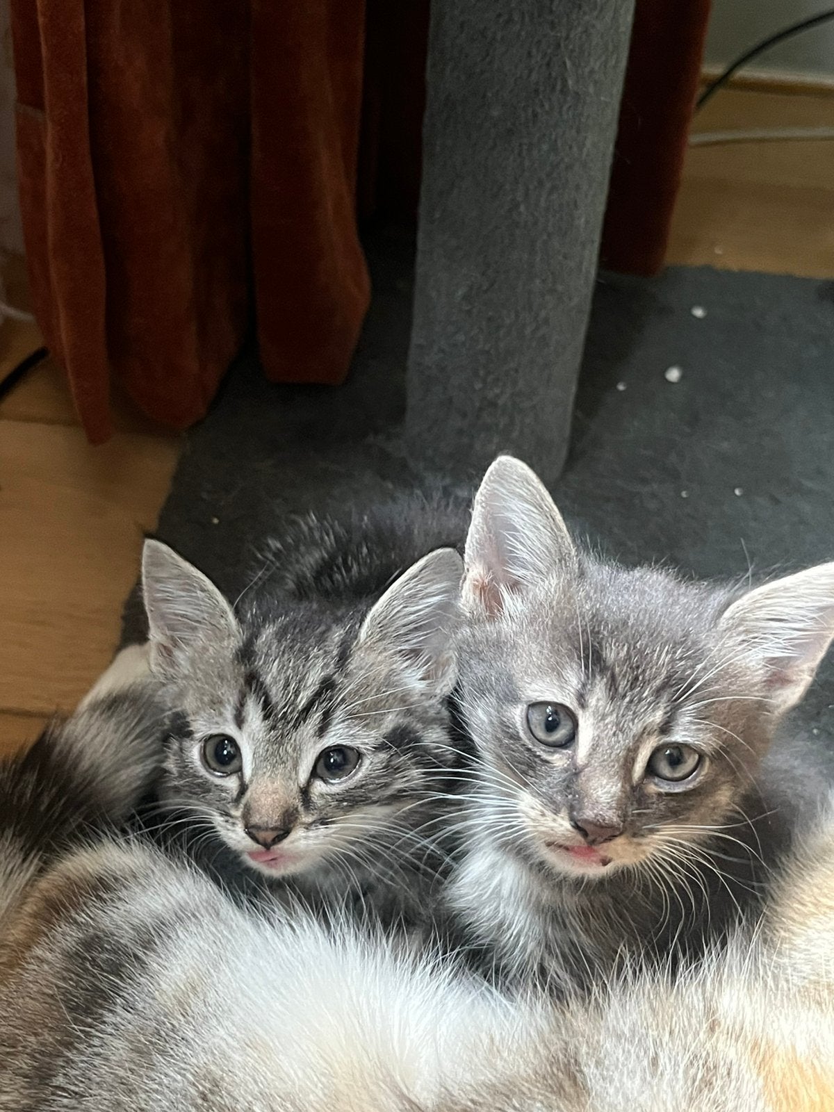 Kitten katertje korthaar geb. 4 juli, Dieren en Toebehoren, Katten en Kittens | Raskatten | Korthaar, Kater, Ontwormd
