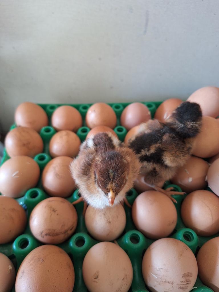 Barnervelder  hennen, Dieren en Toebehoren, Pluimvee, Kip, Vrouwelijk