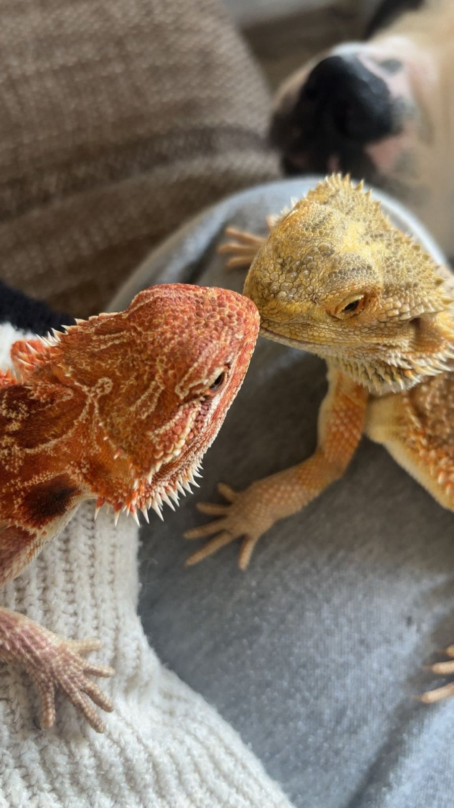 2 baardagaamme te ruil Bearded Dragon photo 5