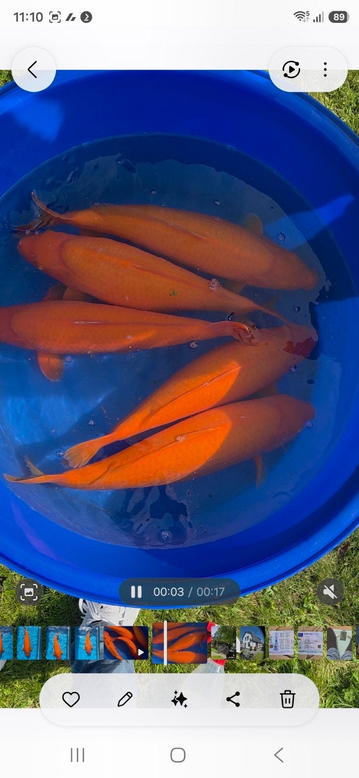 jumbo koi met certificaat, Dieren en Toebehoren