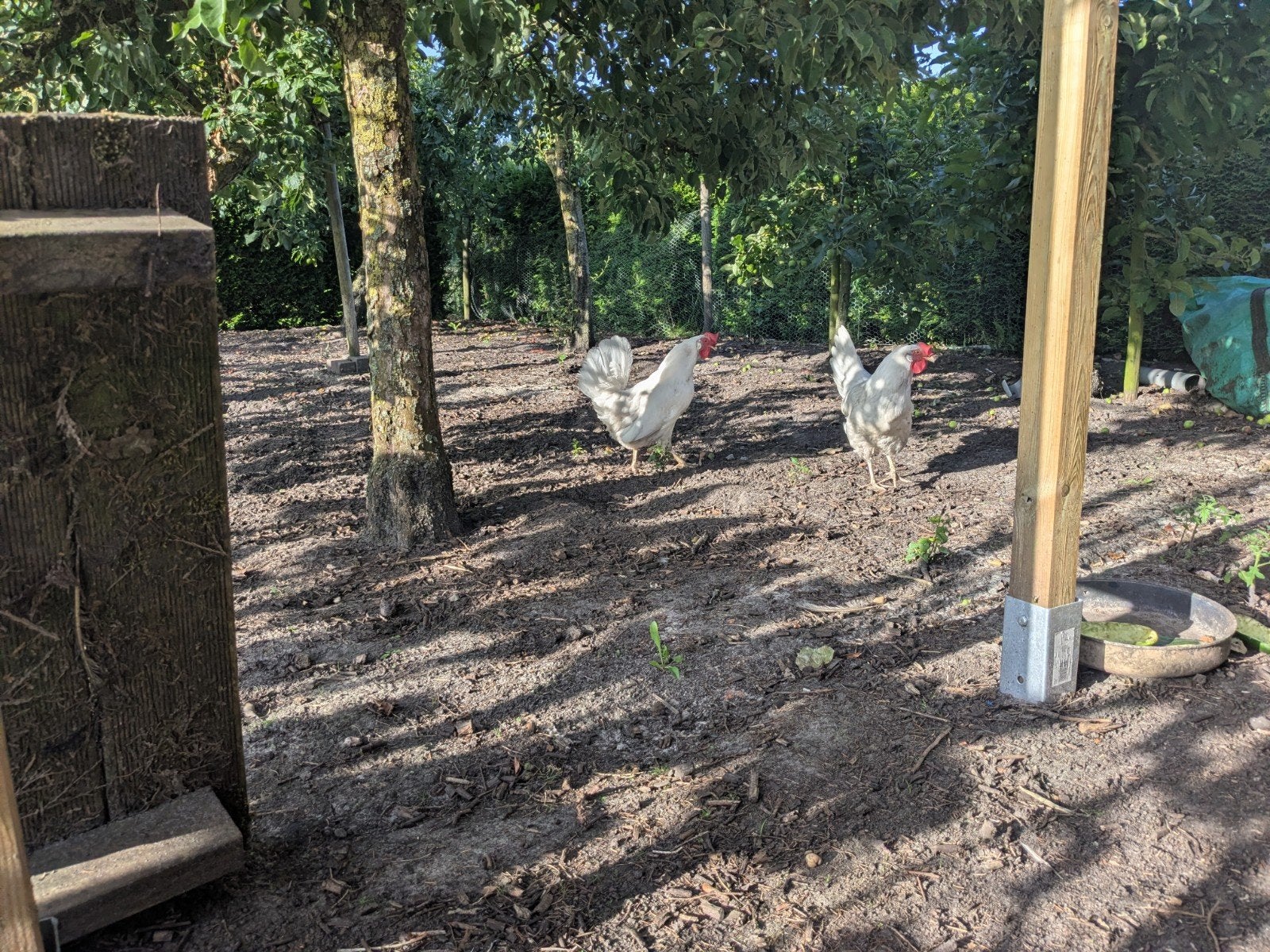 Twee leghennen gratis, Dieren en Toebehoren, Pluimvee, Vrouwelijk, Kip