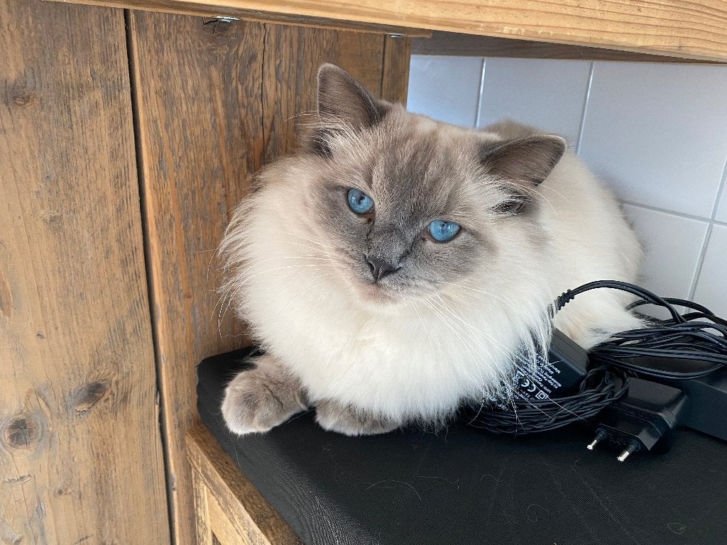 Ragdolls, Dieren en Toebehoren, Kater, Met stamboom, 6 jaar of ouder