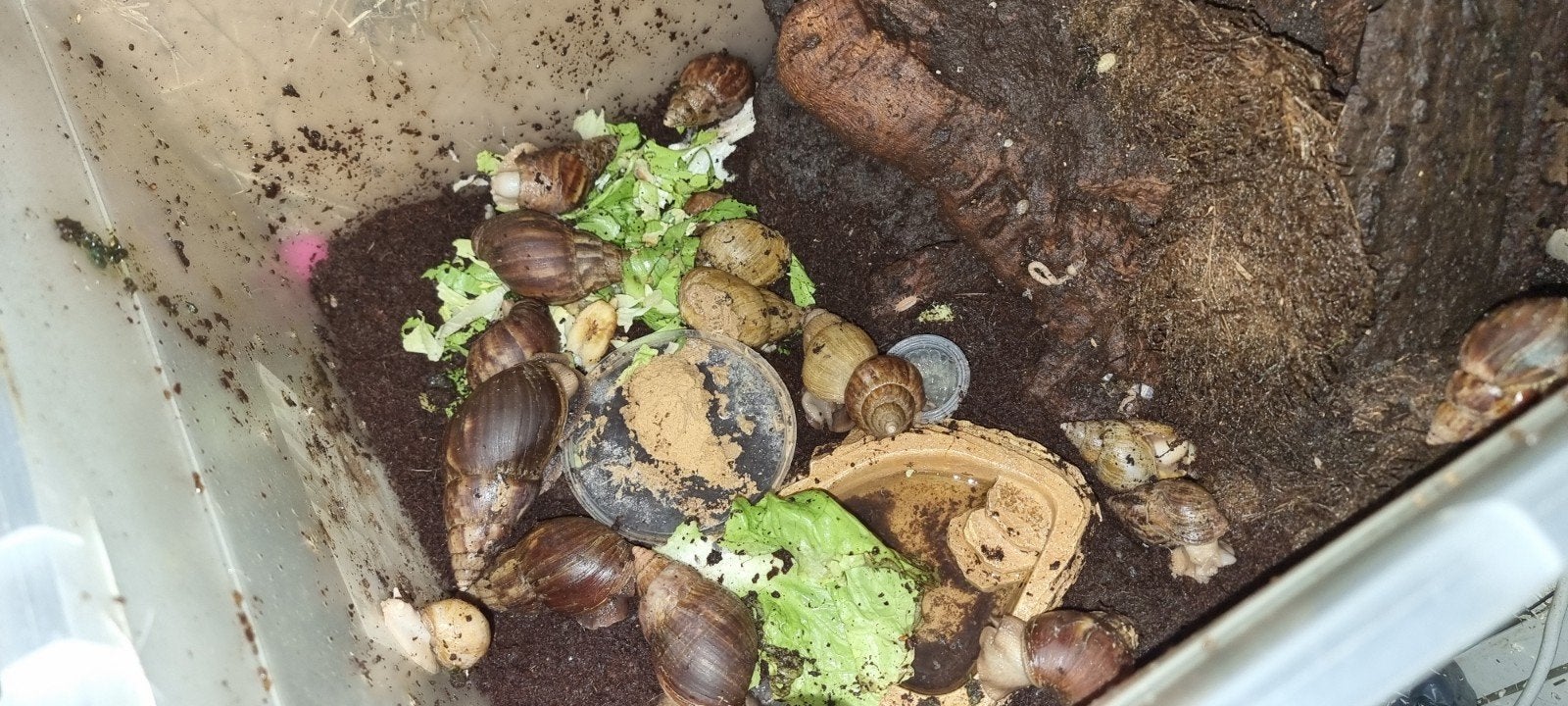 Reuzenslakken en isopods, 33 - 40 uur, Overige niveaus, Starter, Overige vormen