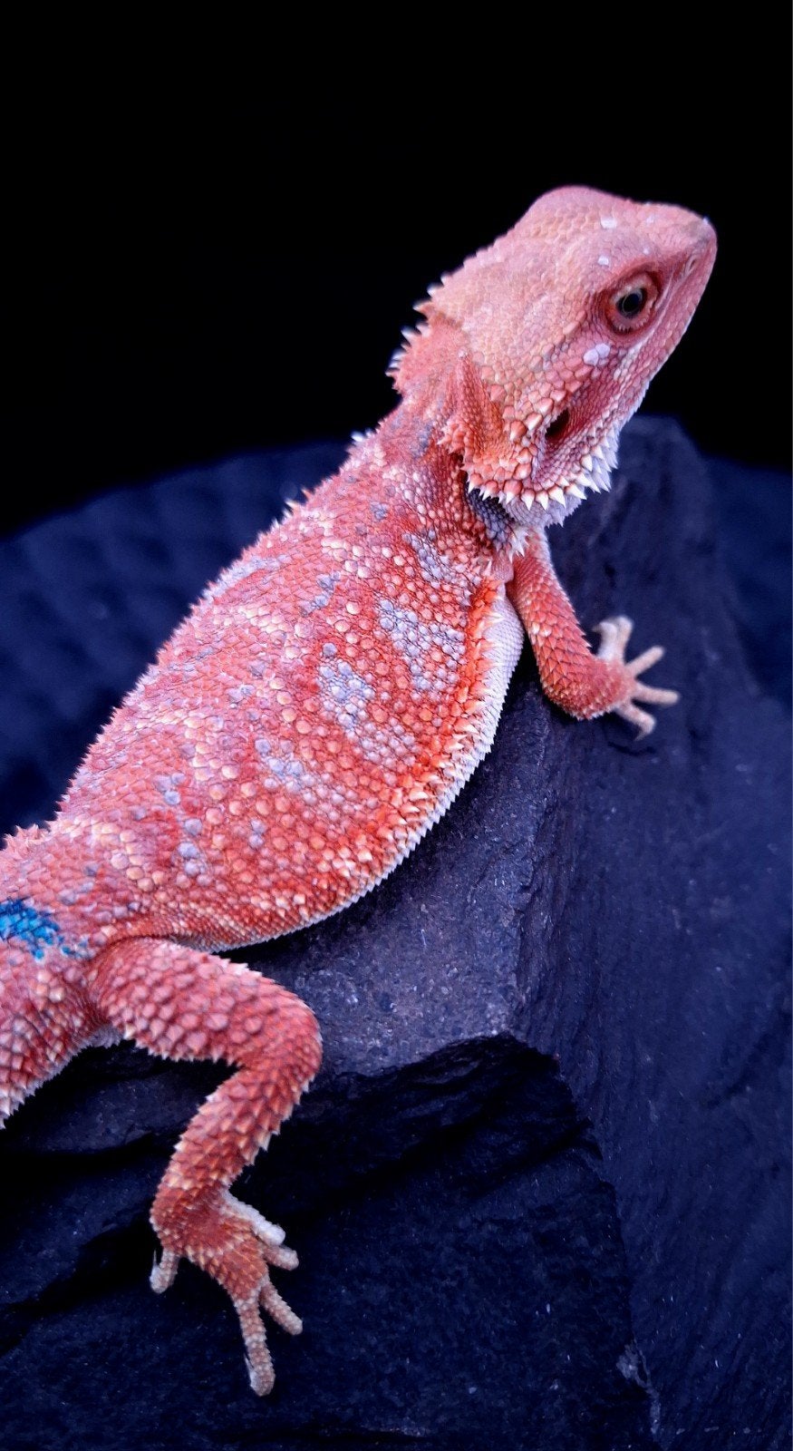 Red Hypo Blue Tiger Baardagaam Man veel blauw !