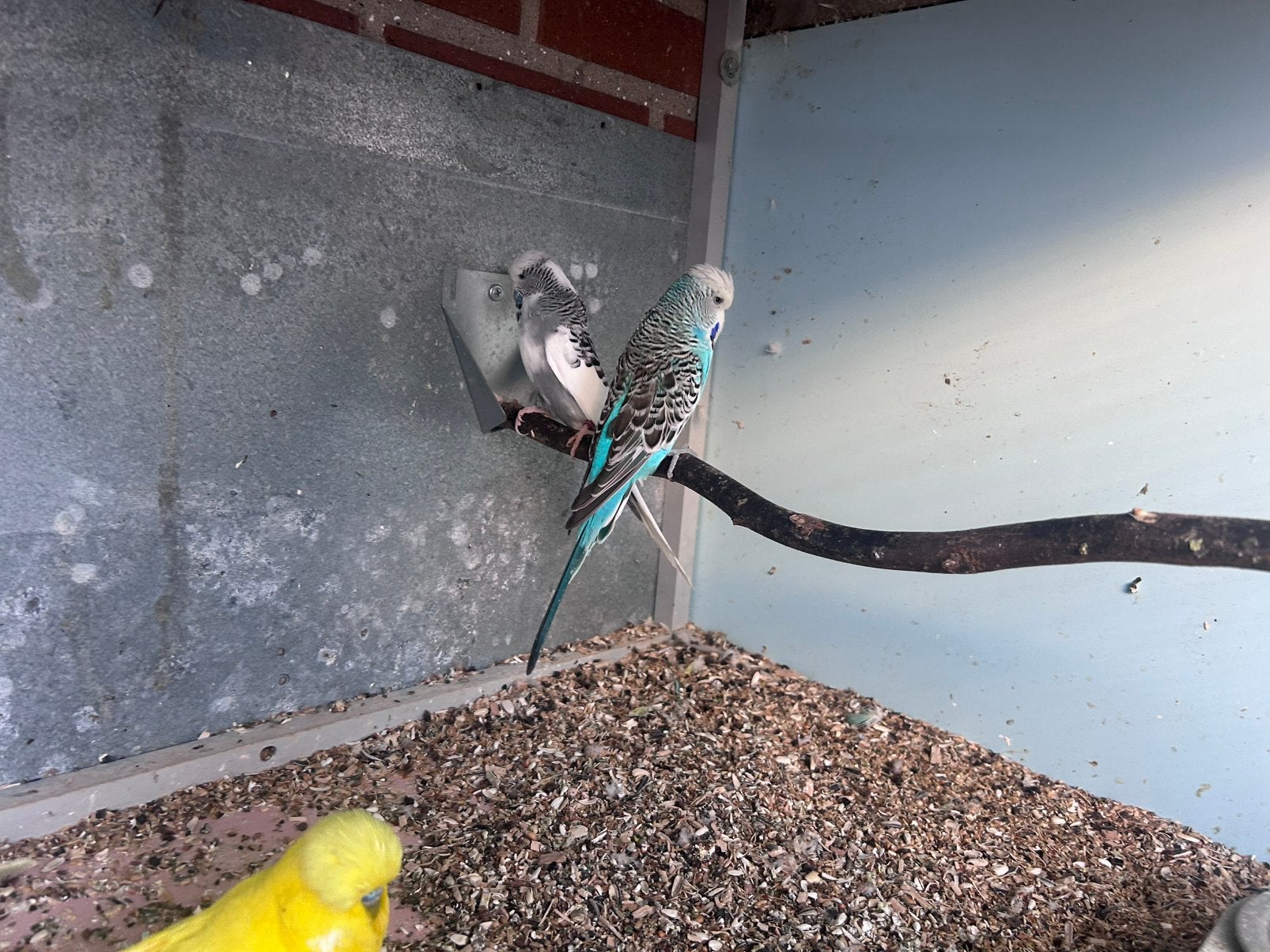 Engelse grasparkieten, Dieren en Toebehoren, Meerdere dieren, Parkiet