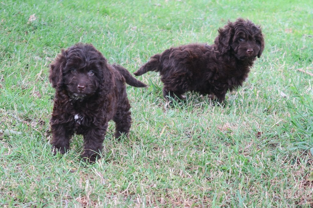 Choco Bruine Cockapoo pups ( Cocker Spaniel x dwerg Poedel ), Dieren en Toebehoren, Parvo, Nederland, Overige rassen, 8 tot 15 weken