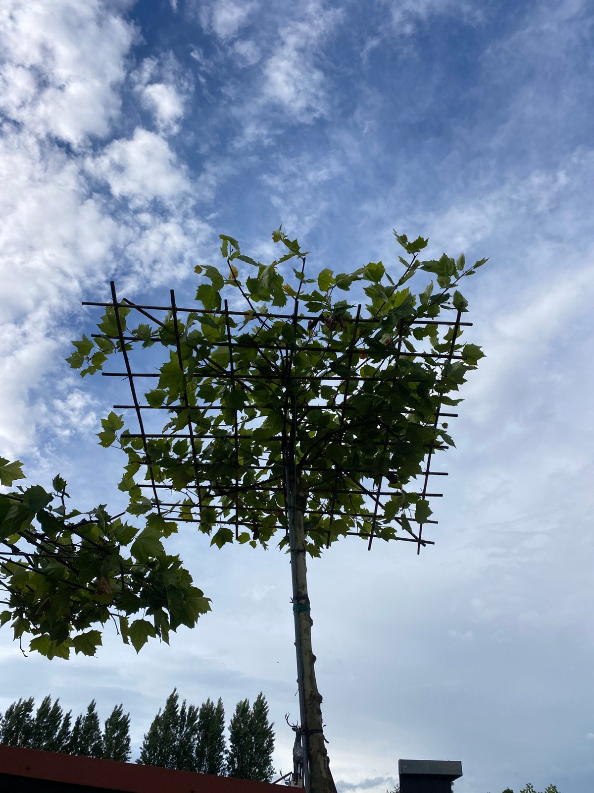 Dak plataan 325 hoog dak 180x180 cm nu €175,00, Tuin en Terras, Planten | Bomen, Volle zon, Bloeit niet, 100 tot 250 cm, Overige soorten