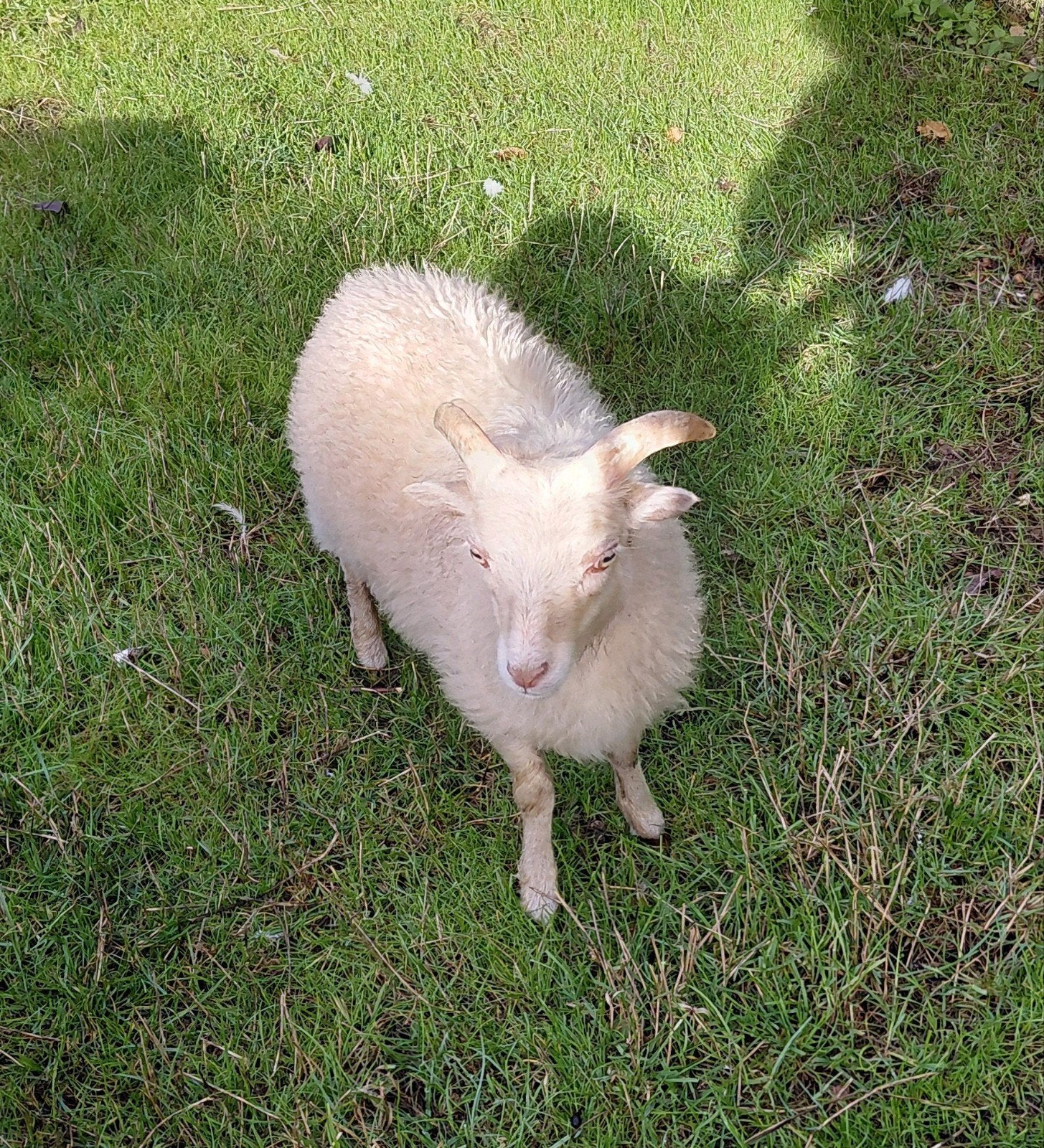 Wit ouessant schaap ram, Mannelijk, Schaap