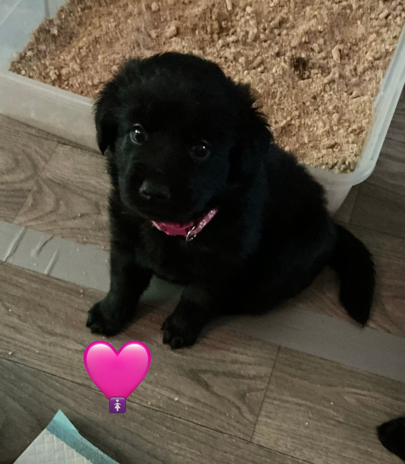Eurasier herder x Golden Retriever 3 puppies resterend, Dieren en Toebehoren, 8 tot 15 weken, Meerdere, Meerdere dieren, Nederland