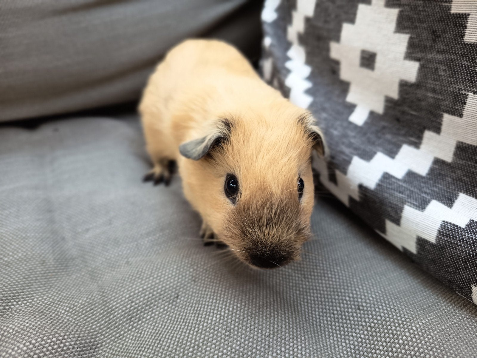 California cavia beertje, Dieren en Toebehoren, Knaagdieren, April, Mannelijk, Cavia