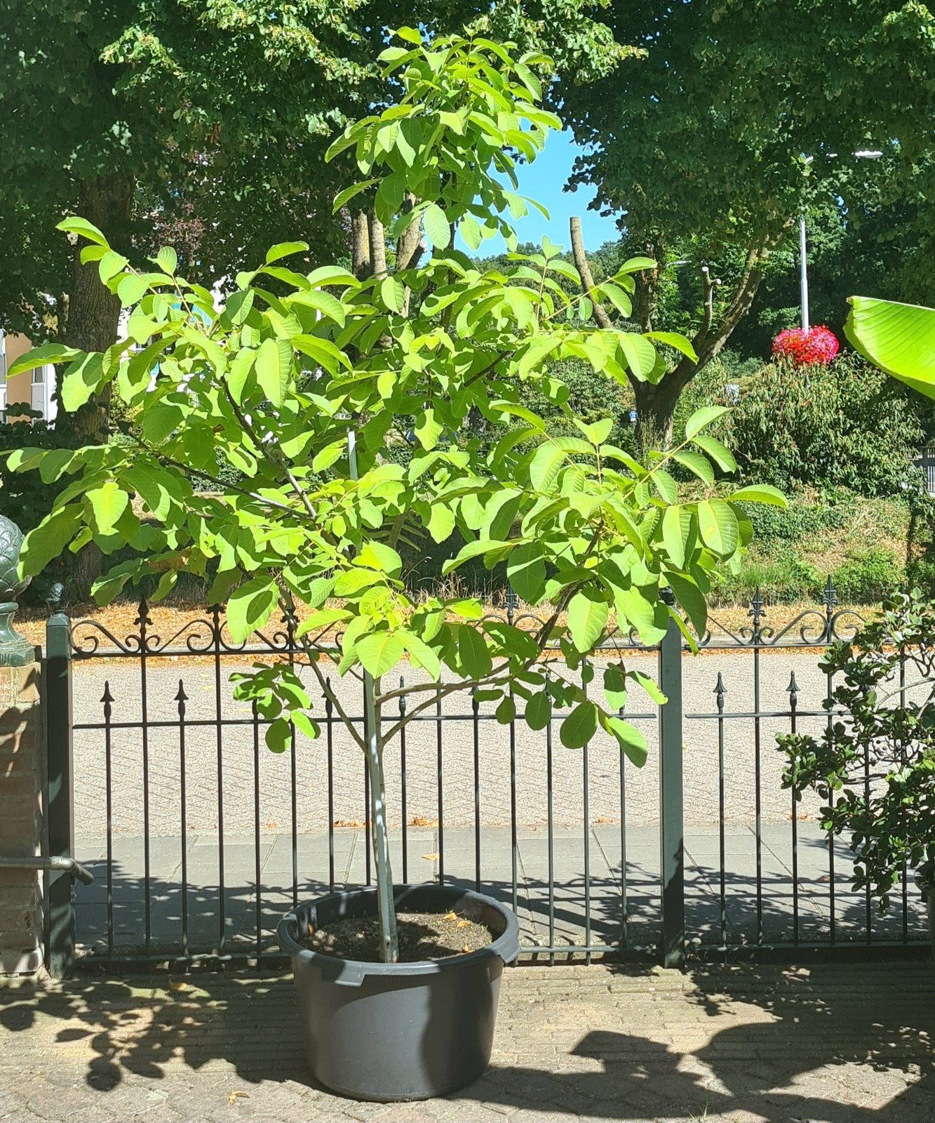 Tuinplanten te koop Walnoot, Musa Basjoo, Mispel, Yuka, Palm, Tuin en Terras, Overige soorten, Minder dan 100 cm, Zomer, Ophalen