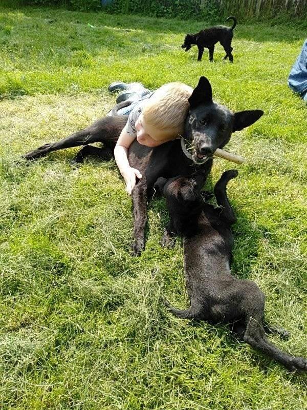 duitse herder pups/labrador pups/(Sheprador)/(border collie), Dieren en Toebehoren, Honden | Herdershonden en Veedrijvers, 8 tot 15 weken