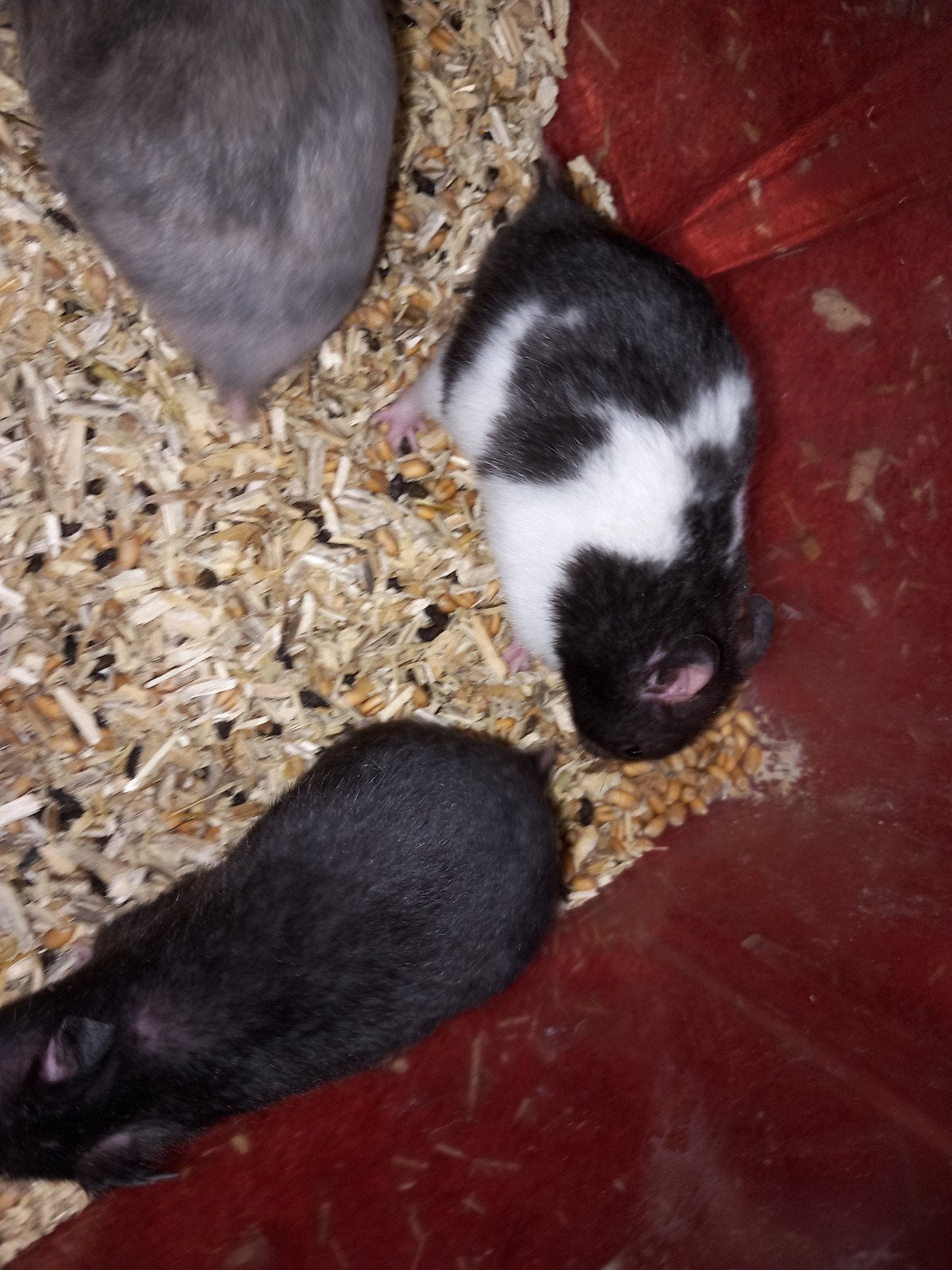 Tamme Syrische/goud hamsters Mesocricetus auratus, Dieren en Toebehoren, Knaagdieren, Hamster, Mei, Meerdere dieren, Tam