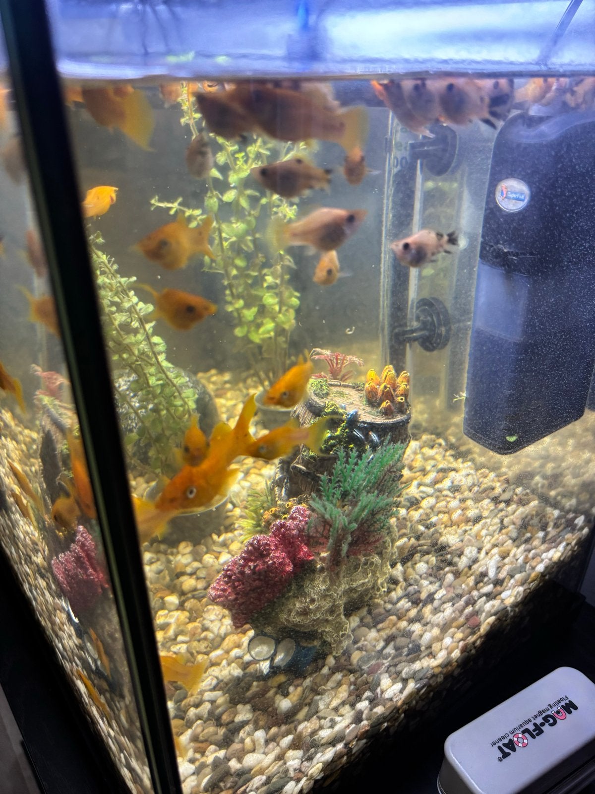 Platy’s/Molly’s te koop, Dieren en Toebehoren, Vis