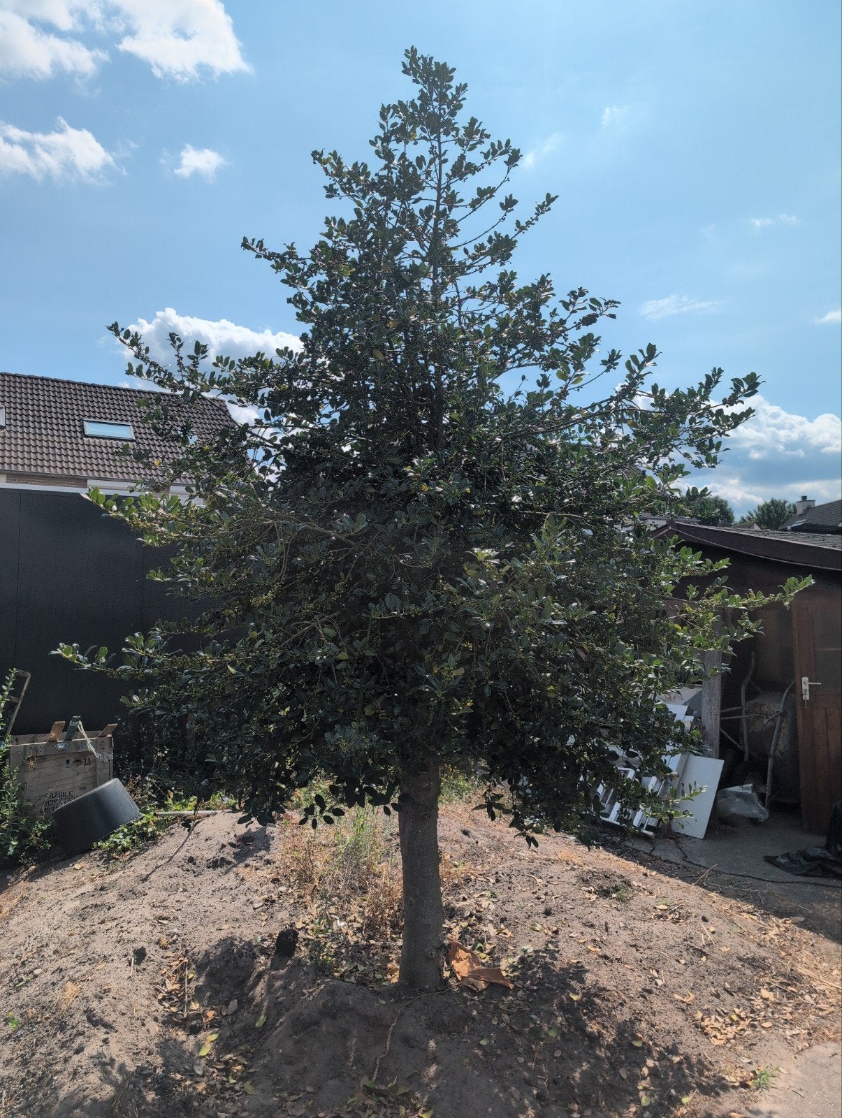 Hulst (op stam), Tuin en Terras, Planten | Bomen, Overige soorten, 250 tot 400 cm, Ophalen