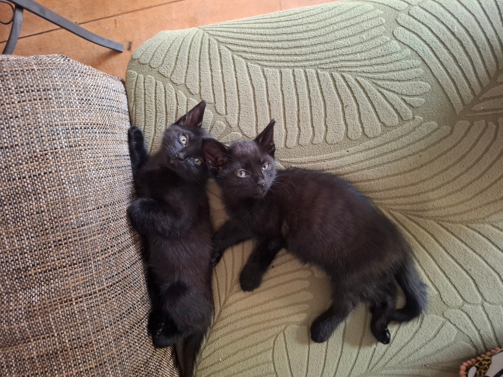 Kittens zwart 8 weken, Meerdere dieren