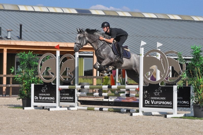 5 jarige ruin confetti Z, Dieren en Toebehoren, Paarden, Springpaard, Ruin, 3 tot 6 jaar, 160 tot 165 cm