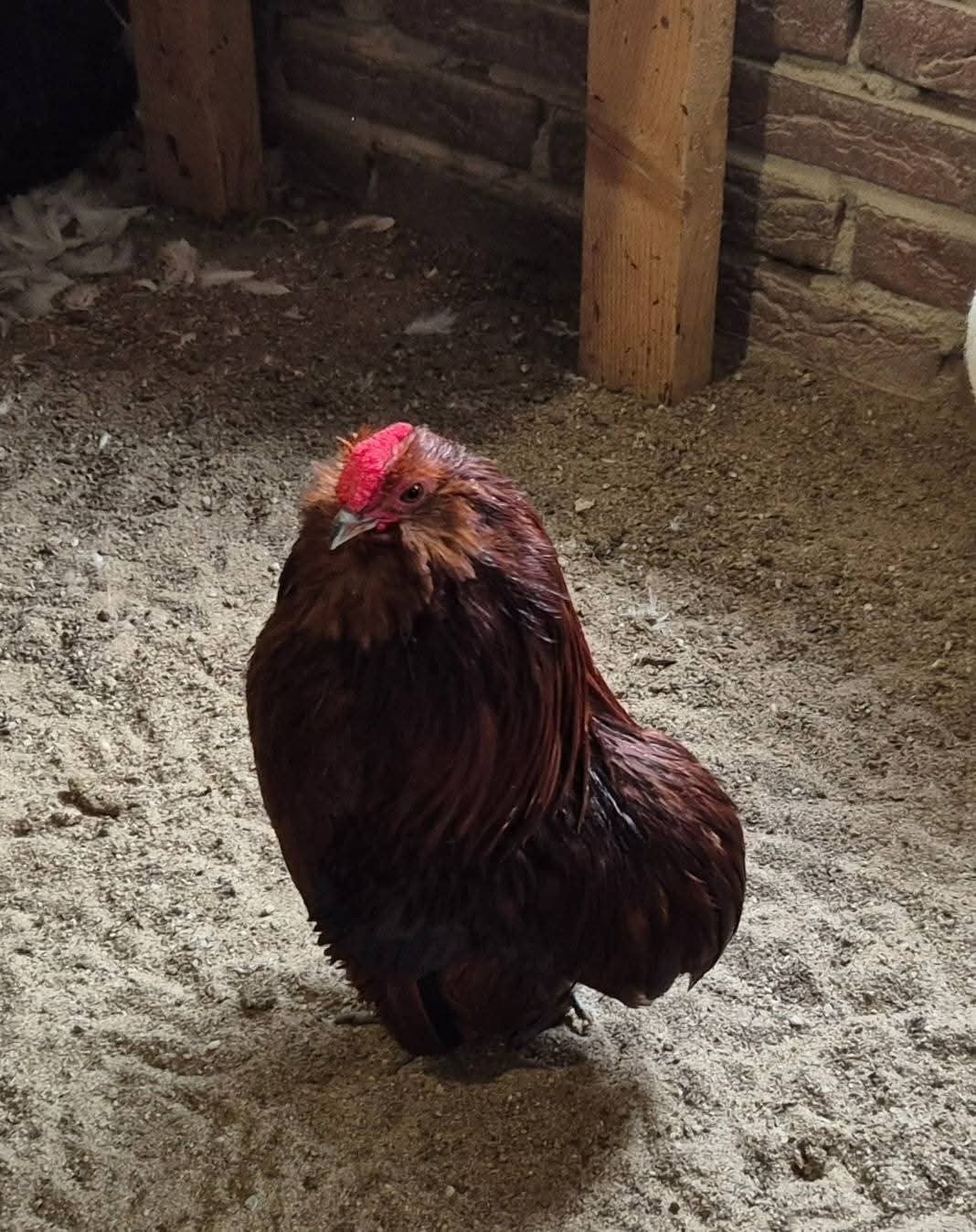 Grubbe krielen., Dieren en Toebehoren, Pluimvee, Meerdere dieren, Kip