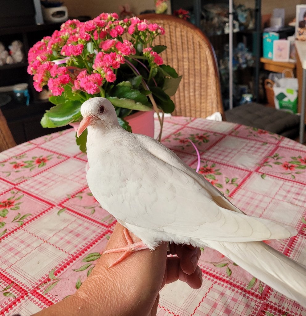 Tamme witte tortelduif, roosduif, lachduif, koerduif, Geslacht onbekend, Tortelduif