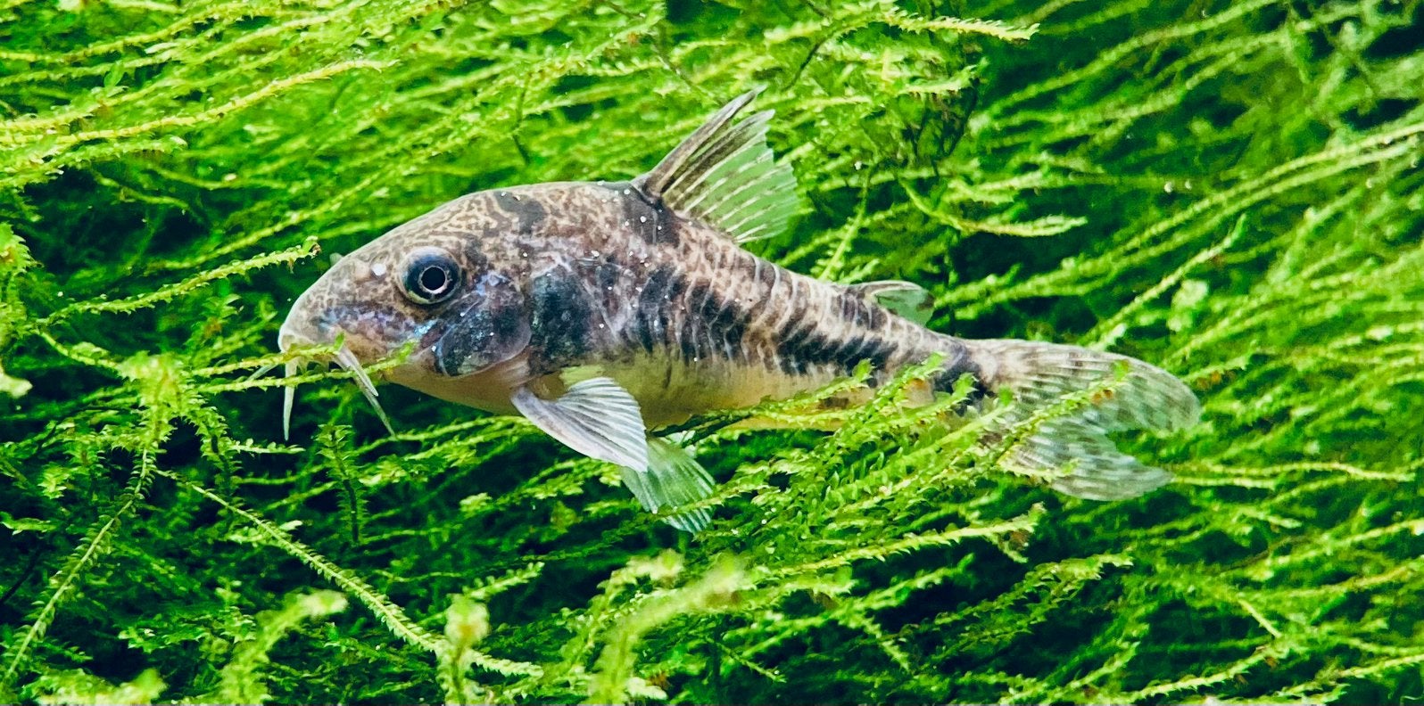 Corydora Paleatus, Dieren en Toebehoren, Vis, Zoetwatervis, Schoolvis
