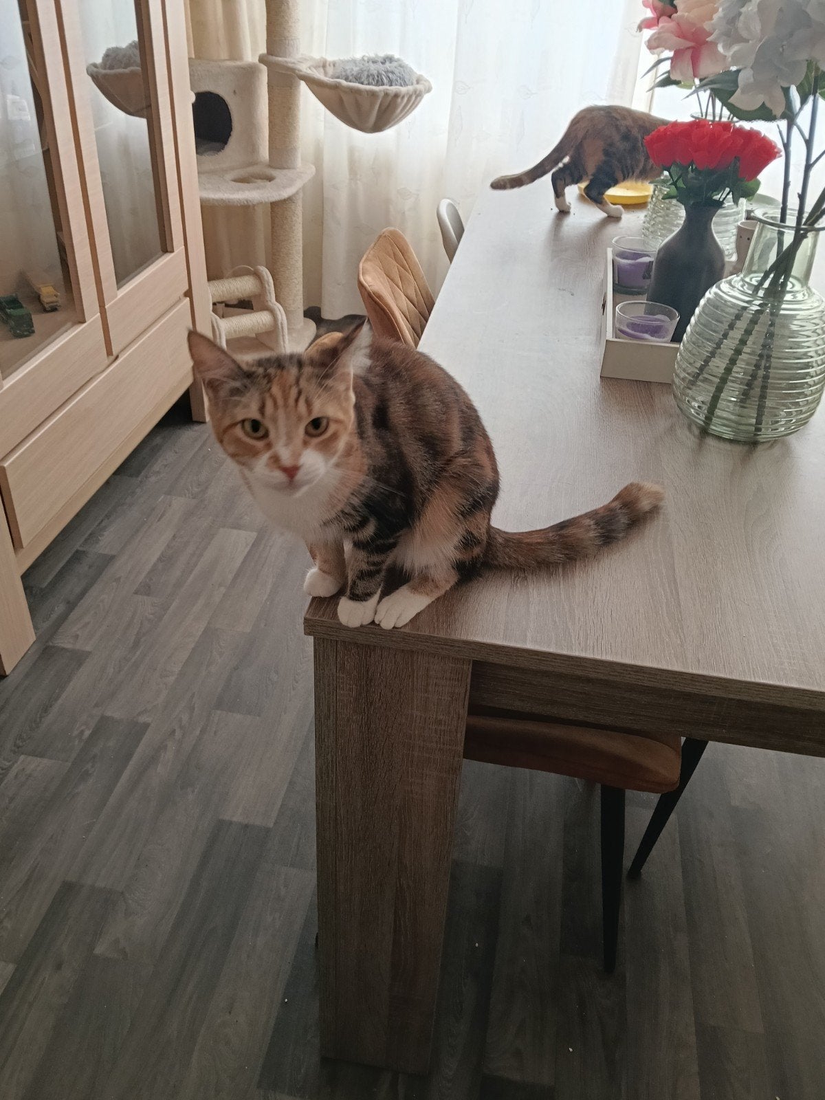 Twee zusjes met spoed wegens allergie, Poes