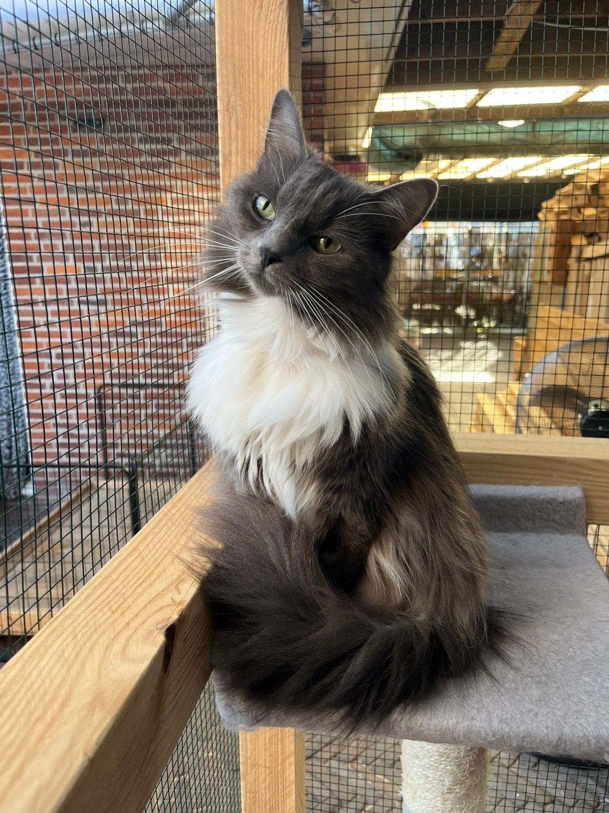 Solid blue mitted ragdoll poes, Dieren en Toebehoren, Katten en Kittens | Raskatten | Langhaar, Poes, Gechipt