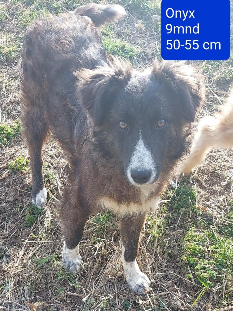Onyx is ter adoptie!, Dieren en Toebehoren, Honden | Niet-rashonden, 15 weken tot 1 jaar, Buitenland, Parvo, Eén hond