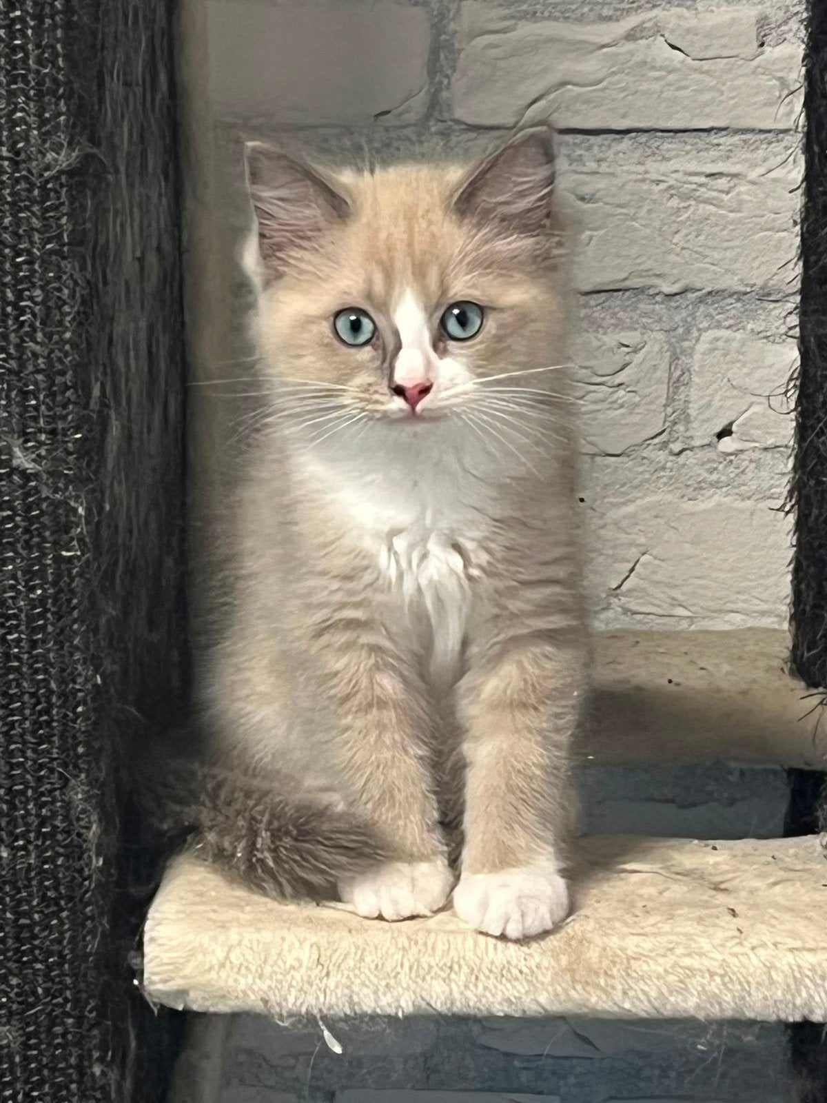 Ragdoll kittens uit geteste ouders, Dieren en Toebehoren, Katten en Kittens | Raskatten | Langhaar, Meerdere dieren, Gechipt, 0 tot 2 jaar