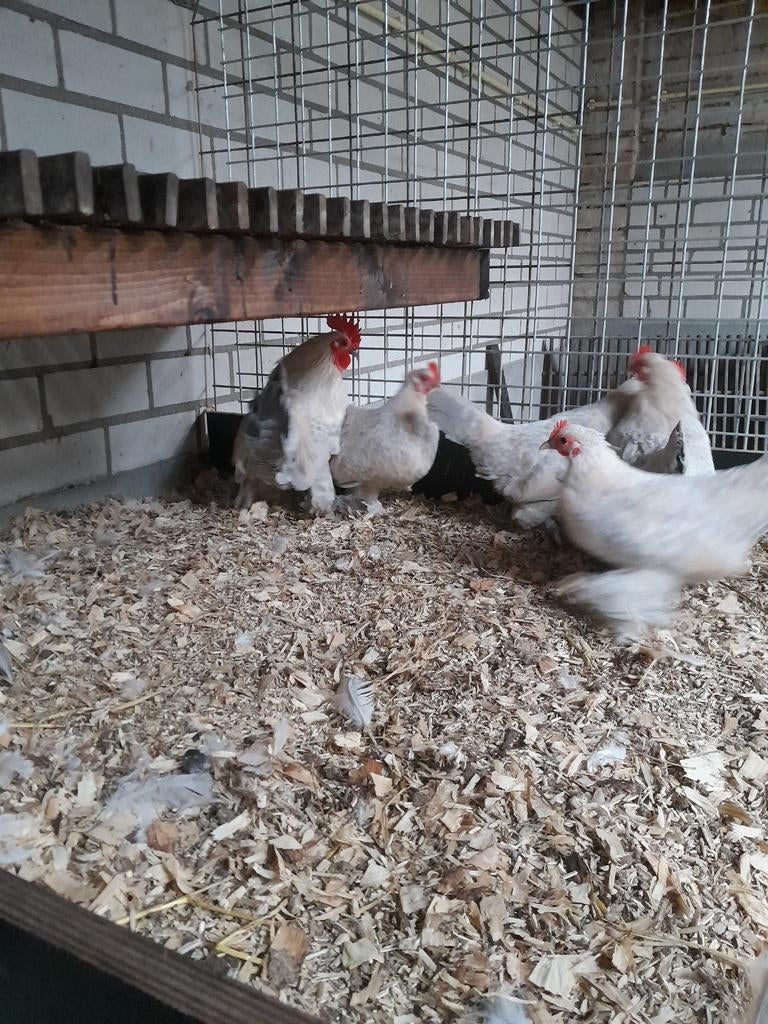 Broedeieren Sabelpootkriel, Dieren en Toebehoren, Pluimvee, Geslacht onbekend, Kip