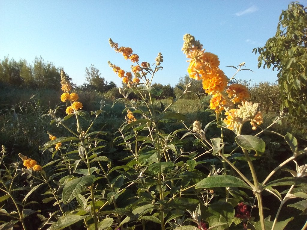 vlinderstruiken in meerdere kleuren, Ophalen, Eenjarig, Overige soorten, Volle zon