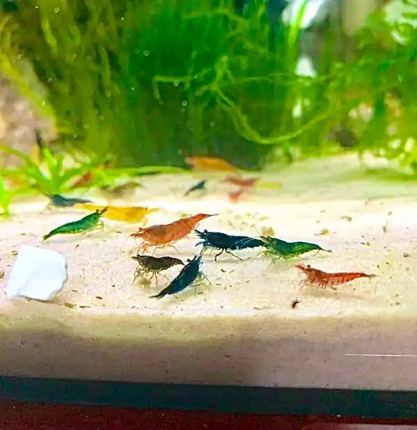 Neocaridina garnalen aquarium opruimers, Dieren en Toebehoren, Vissen | Aquariumvissen, Kreeft, Krab of Garnaal, Zoetwatervis