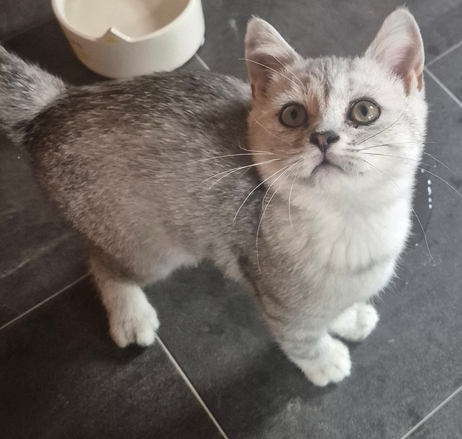 Prachtige britse korthaar katertjes te koop, Kater, Gechipt, 0 tot 2 jaar