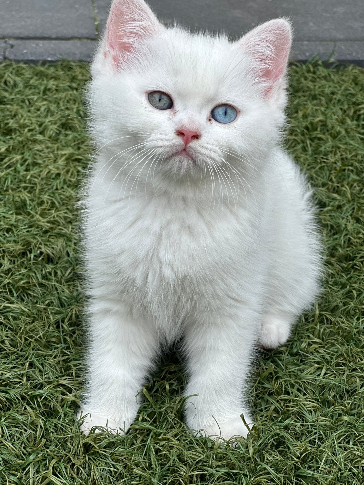 Britsekorthaar kittens, Dieren en Toebehoren