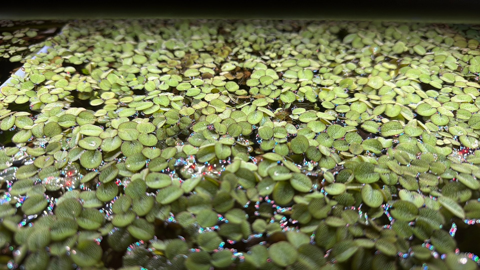 Aquarium drijfplantjes, Ophalen, Nieuw, Plant(en), Steen of Hout