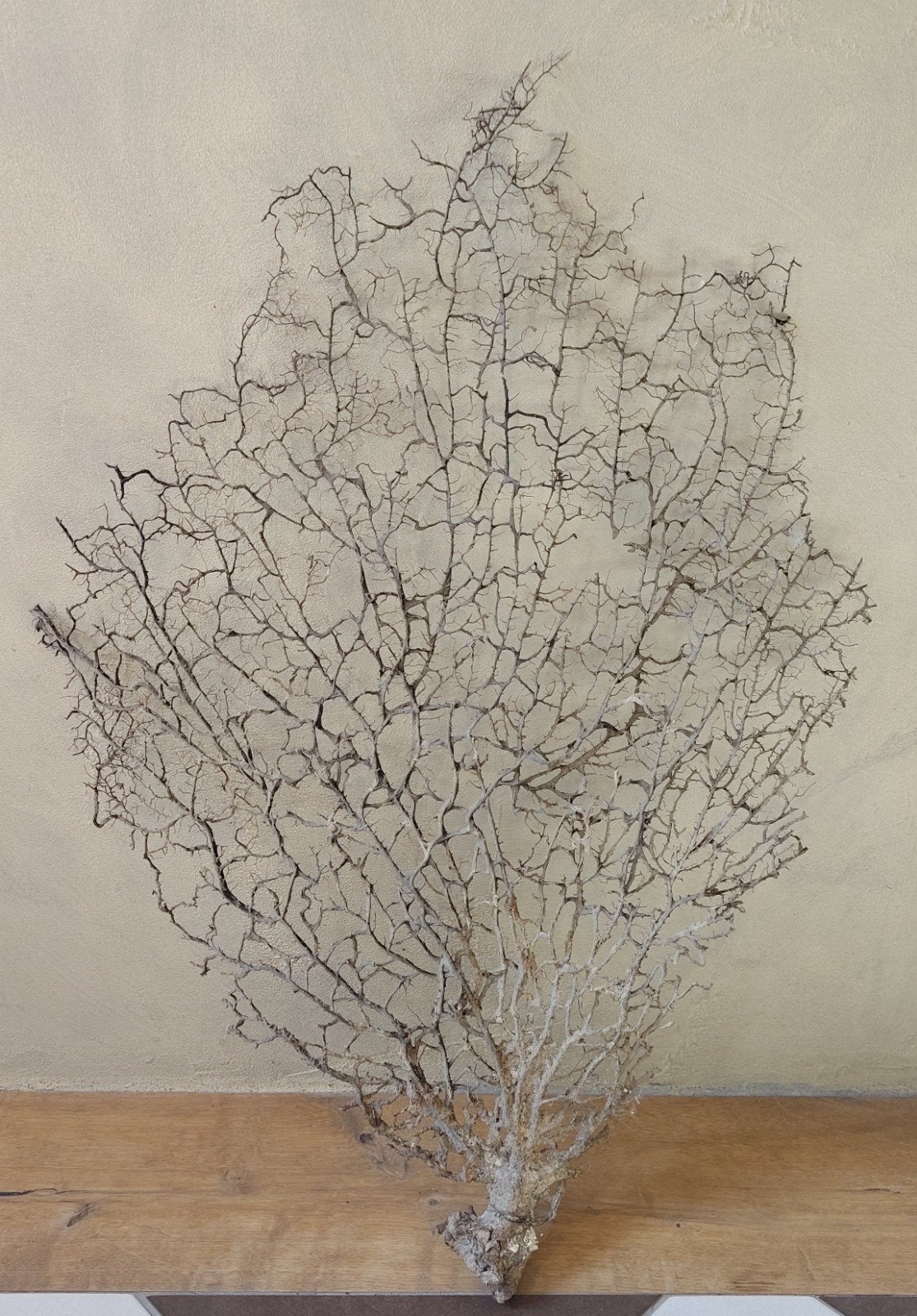 koraal waaier 77x57cm, Ophalen, Gebruikt, Natuurlijk materiaal, 57 cm