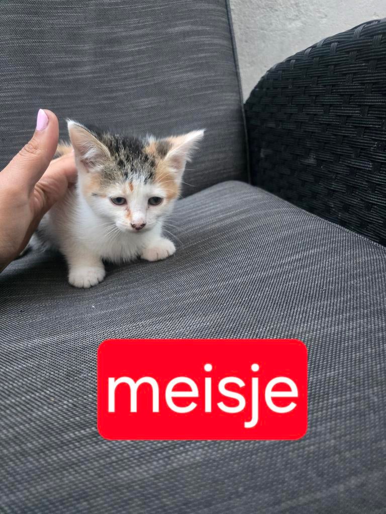 Poesjes, Dieren en Toebehoren, Poes