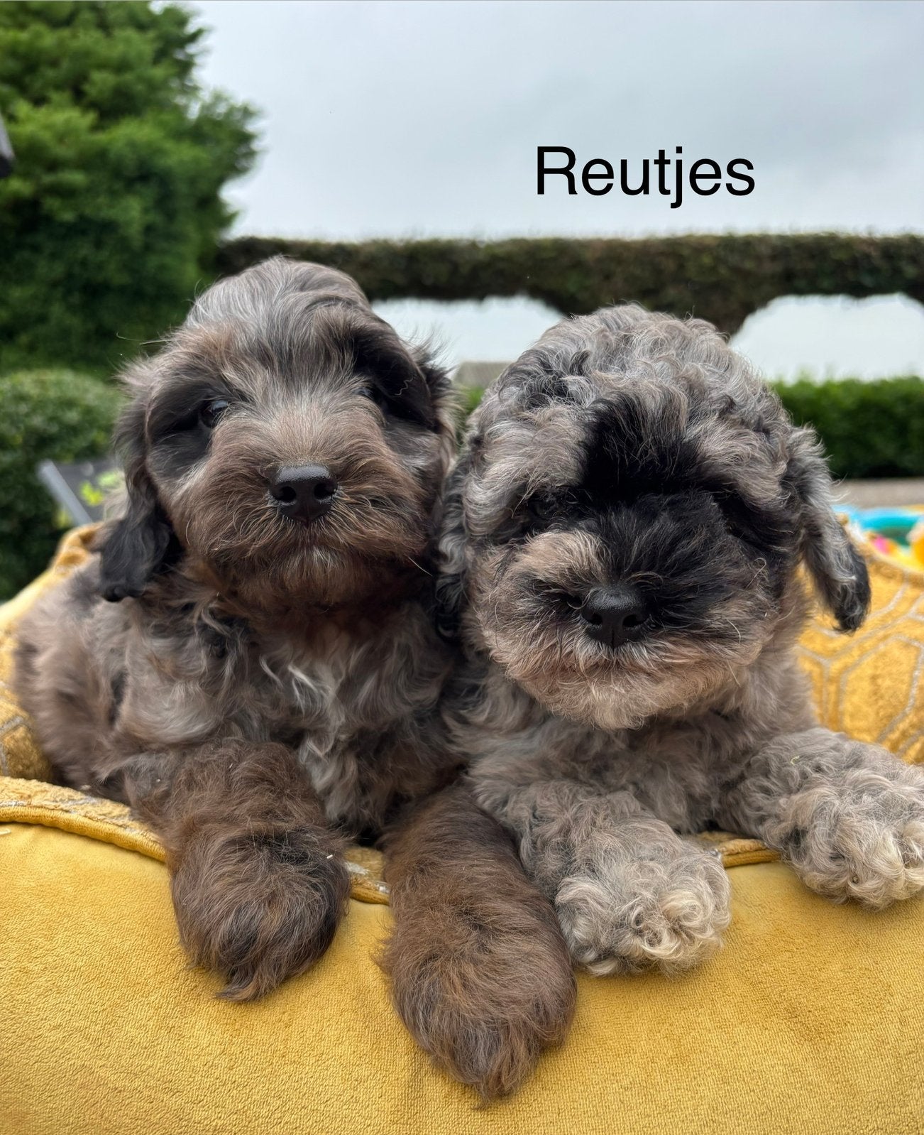 Boomer x Labradoodle mini pups, Dieren en Toebehoren, Nederland, Overige rassen, 8 tot 15 weken, Meerdere