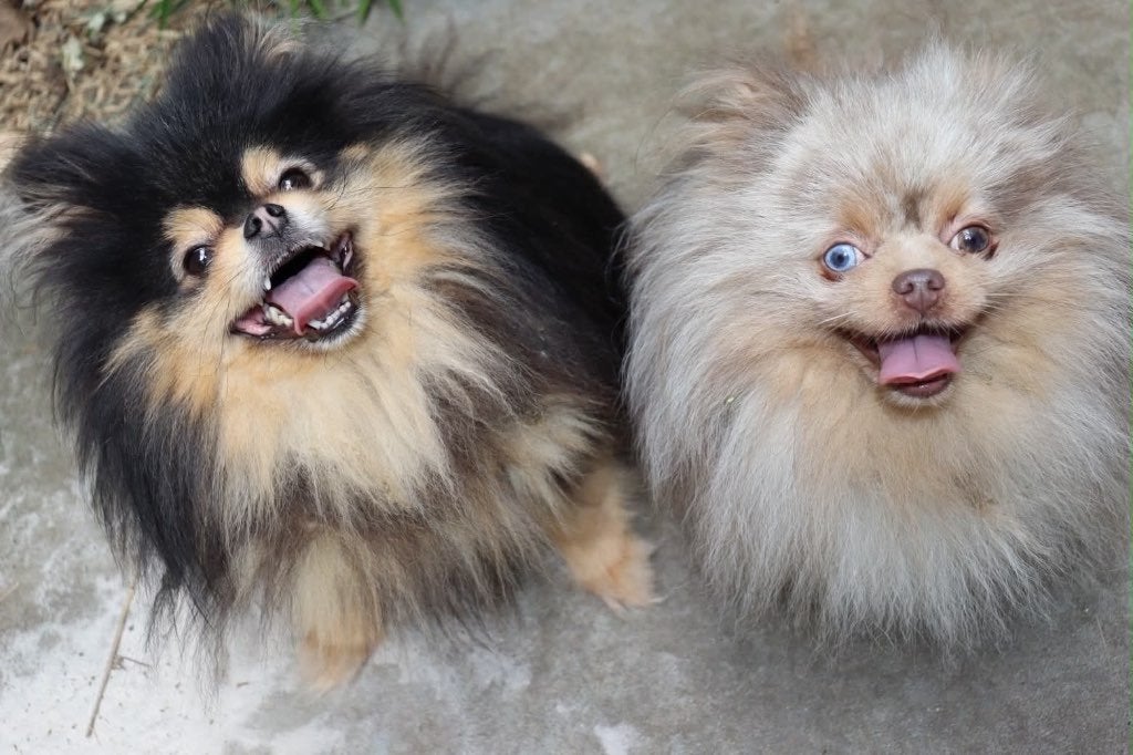 2 pomeriaan bearface reutjes zoeken samen een gouden mandje, Dieren en Toebehoren, Parvo, Meerdere, 3 tot 5 jaar, Nederland