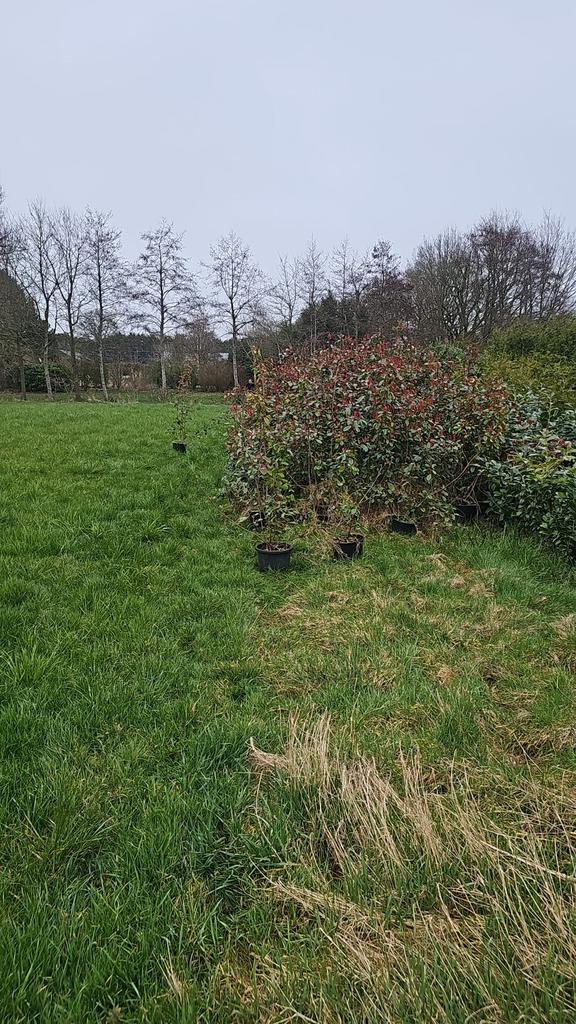 Glansmispel, Ophalen of Verzenden, Overige soorten, Struik, 100 tot 250 cm