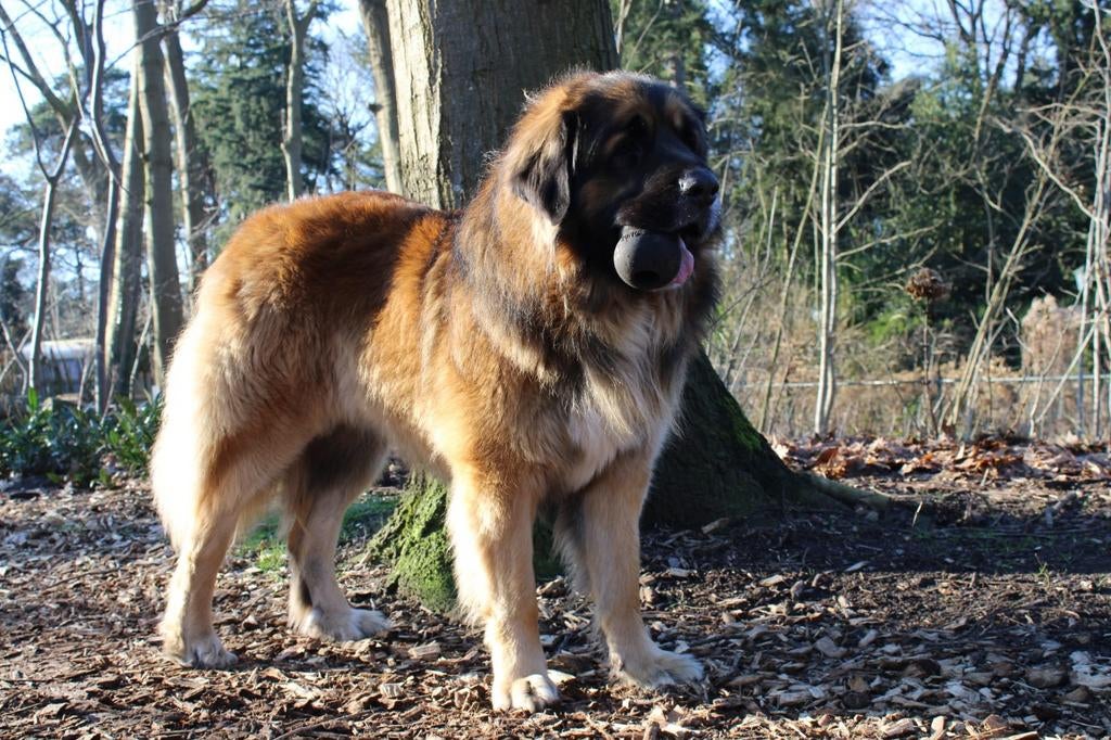 Leonberger Berner Sennen/ Berner Sennen Tatra Landseer pups, 8 tot 15 weken, Meerdere, Meerdere dieren, Nederland