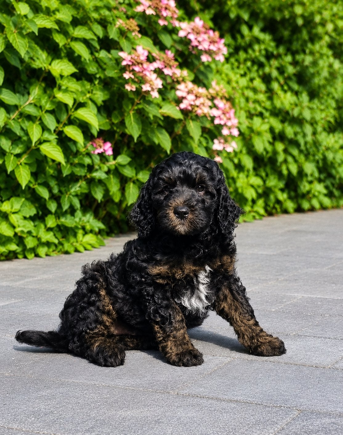 Australian labradoodle, Reu, Eén hond, Spaniël, Nederland