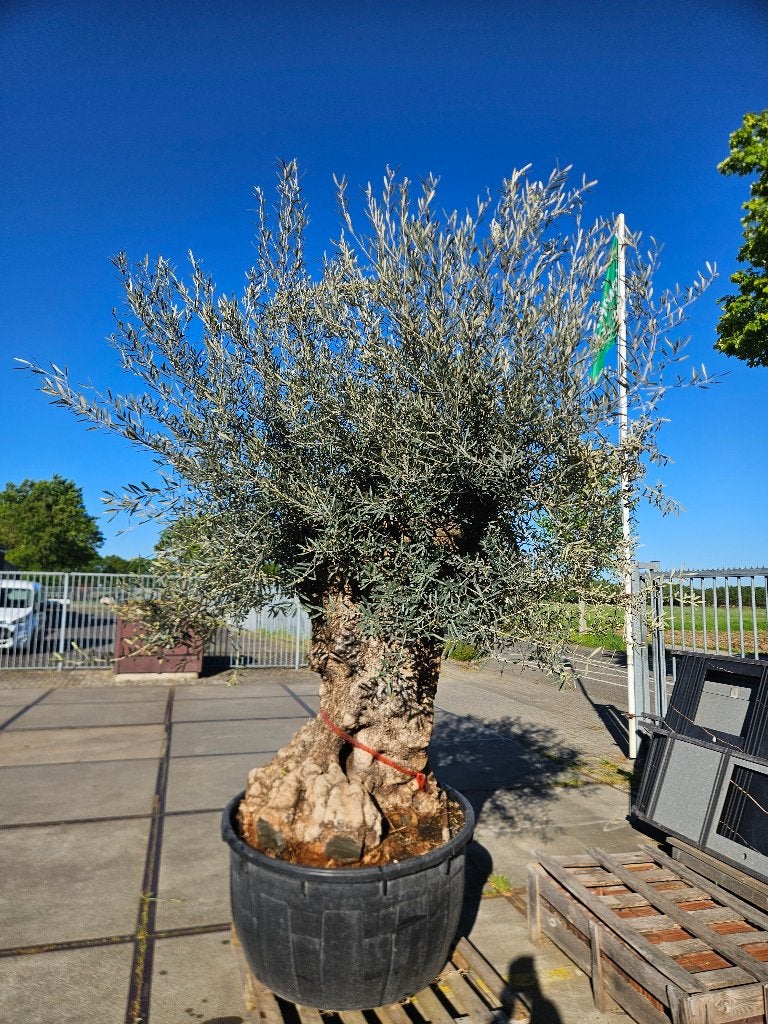 25% KORING OP DEZE XXL OUDE DIKKE KNOESTIGE OLIJFBOMEN.  , In pot, Halfschaduw, Ophalen of Verzenden, 100 tot 250 cm