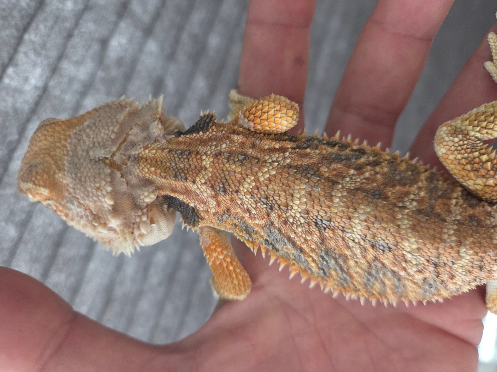 Baardagaam Red Tiger/Orange Blue Bar Bearded Dragon photo 4