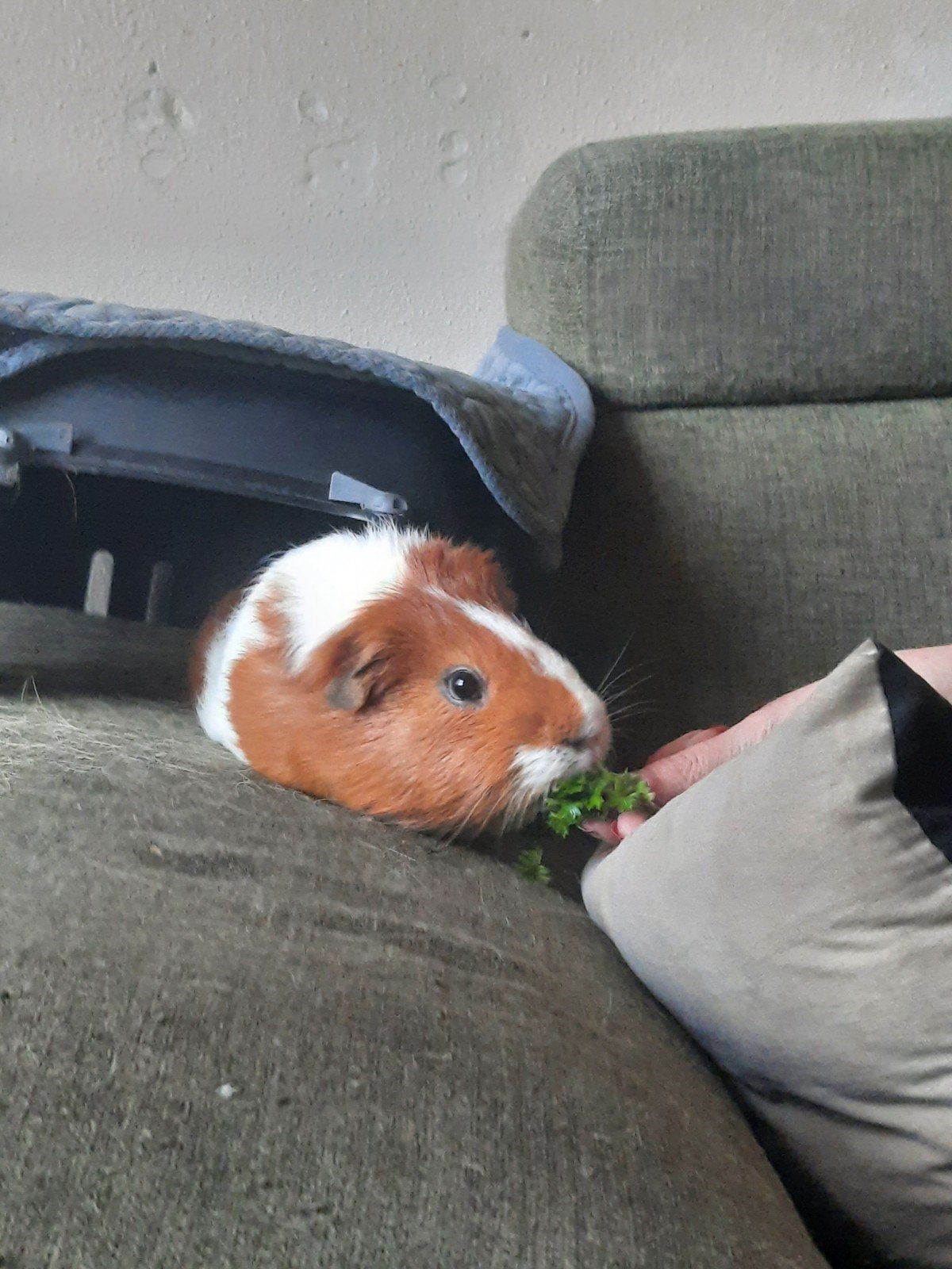 vriendje gevraagd voor speedy, Dieren en Toebehoren, April, Mannelijk, Tam