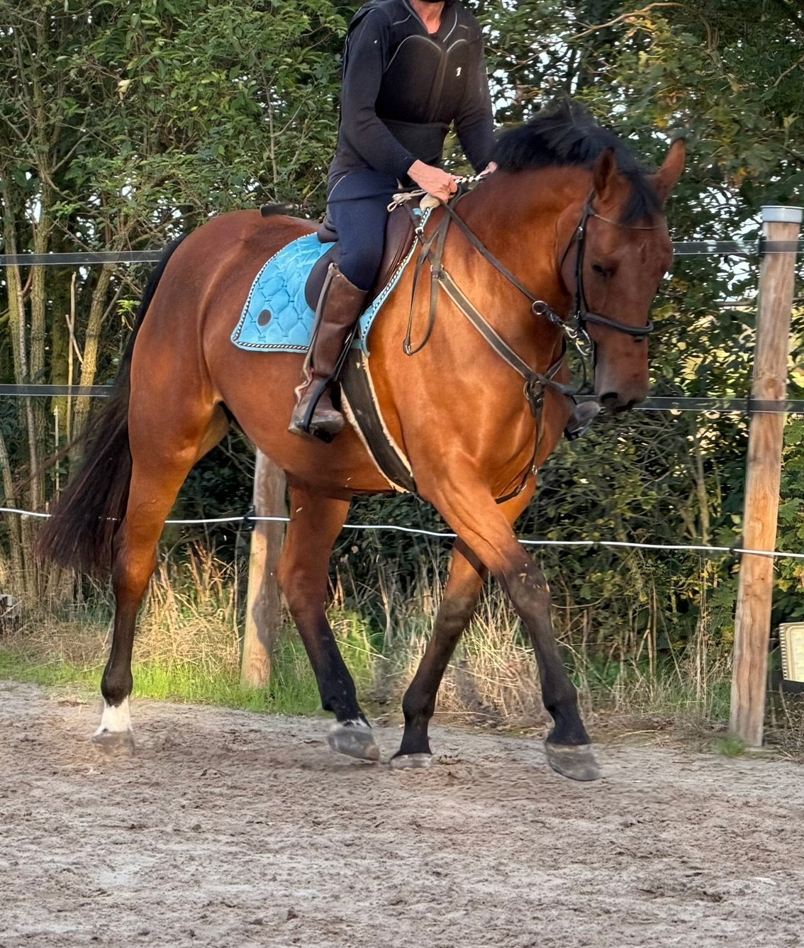 Mooie 7 jarige springmerrie (Heartbeat x Chin Chin), Merrie, Springpaard, Met stamboom, Zadelmak