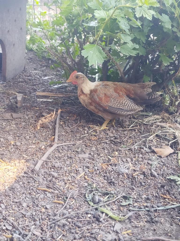 Serama haantjes, Dieren en Toebehoren, Pluimvee, Mannelijk, Kip