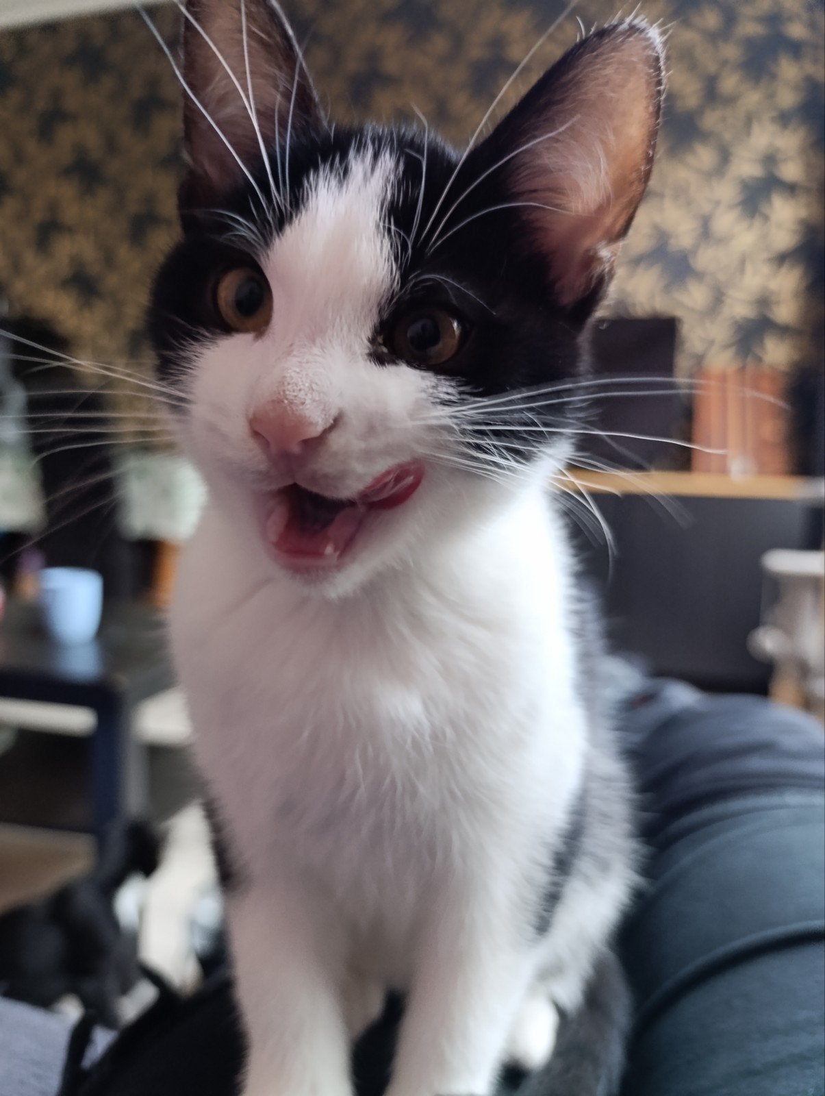 Kittens te koop, Dieren en Toebehoren, Meerdere dieren, Kortharig, 0 tot 2 jaar